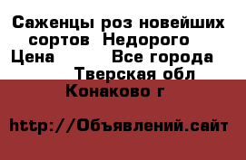 Саженцы роз новейших сортов. Недорого. › Цена ­ 350 - Все города  »    . Тверская обл.,Конаково г.